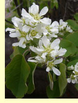 Ирга обыкновенная (Amelanchier vulgaris Mch.) Ирга обыкновенная (Amelanchier vulgaris Mch.)